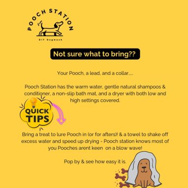 Information on bringing a dog to Pooch Station with care tips and quick reminders.