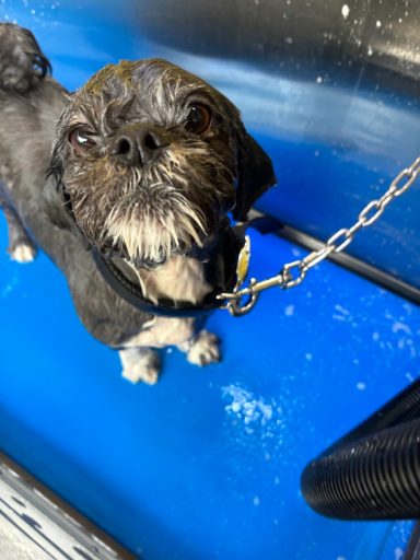 A small, black dog with a scruffy coat sits on a blue surface, looking upwards.