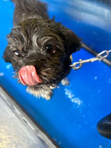 Wet dog with a black coat licking its lips, standing on a blue surface.